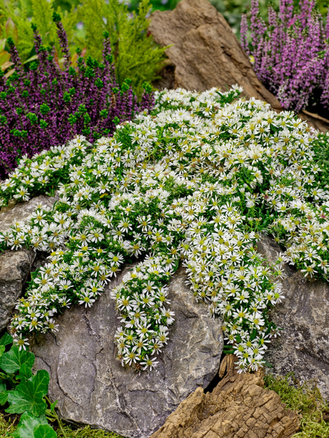Айстра Snowflurry (в гірщику Р9) - Фото 1 Айстра Snowflurry (в гірщику Р9) - зображення 1