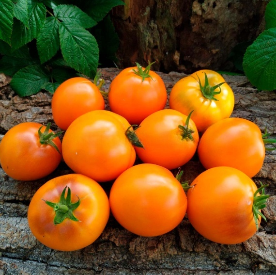 Семена желтоплодного помидора Гном Оранжевая гордость (Dwarf Orange Pride) 10 семян - Фото 2 Семена желтоплодного помидора Гном Оранжевая гордость (Dwarf Orange Pride) 10 семян - изображение 2