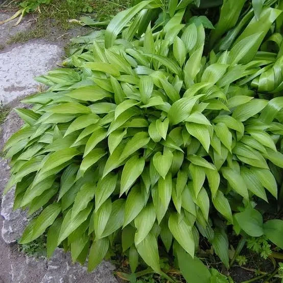 Саджанці Хоста ланцетолиста, Hosta lancifolia, в контейнері 0,5л - Фото 1 Саджанці Хоста ланцетолиста, Hosta lancifolia, в контейнері 0,5л - зображення 1