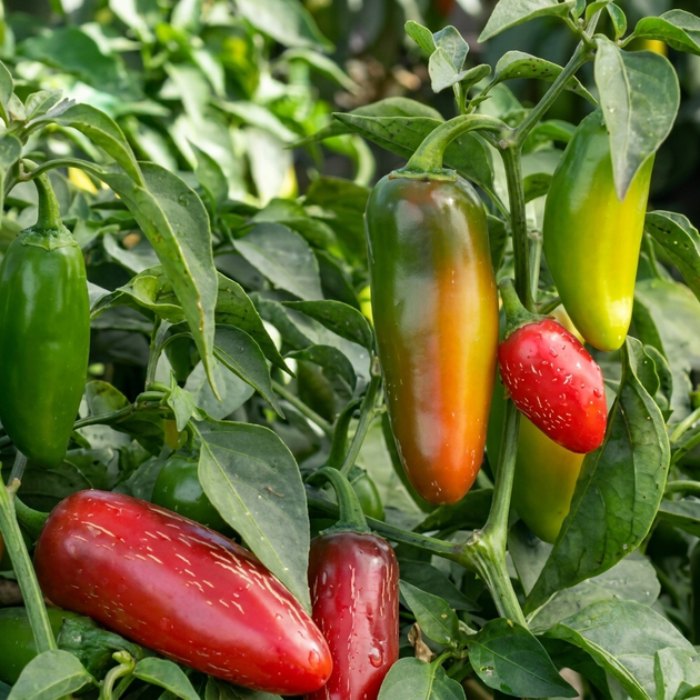 Насіння Перець гострий Jalapeño M, Capsicum annuum 5 шт/уп - зображення 2