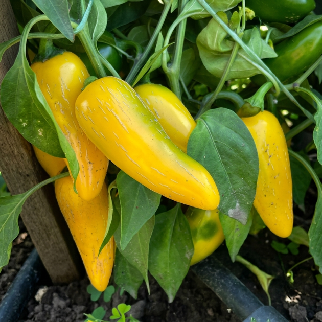 Насіння Перець гострий Халапеньйо Yellow, Capsicum annuum 5 шт/уп - зображення 2