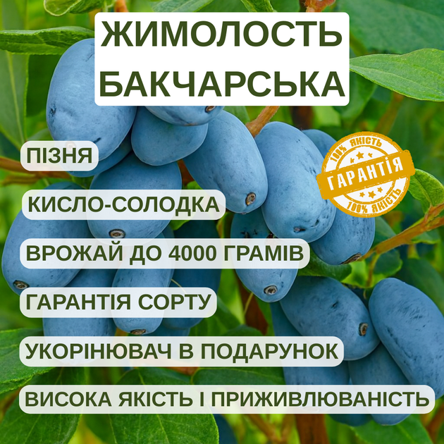 Саженцы жимолости съедобной Бакчарская - поздняя, крупноплодная, урожайная - Фото 2 Саженцы жимолости съедобной Бакчарская - поздняя, крупноплодная, урожайная - изображение 2
