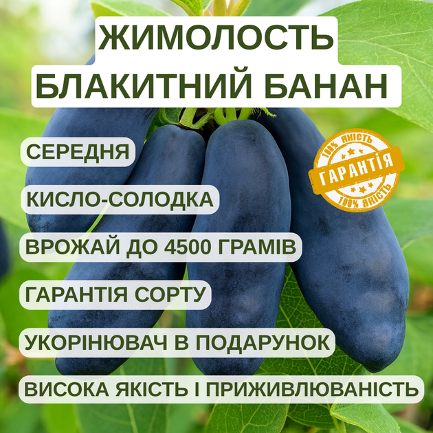 Саджанці жимолості їстівної Блакитний Банан - середньо-пізня, крупноплідна, десертна - зображення 2