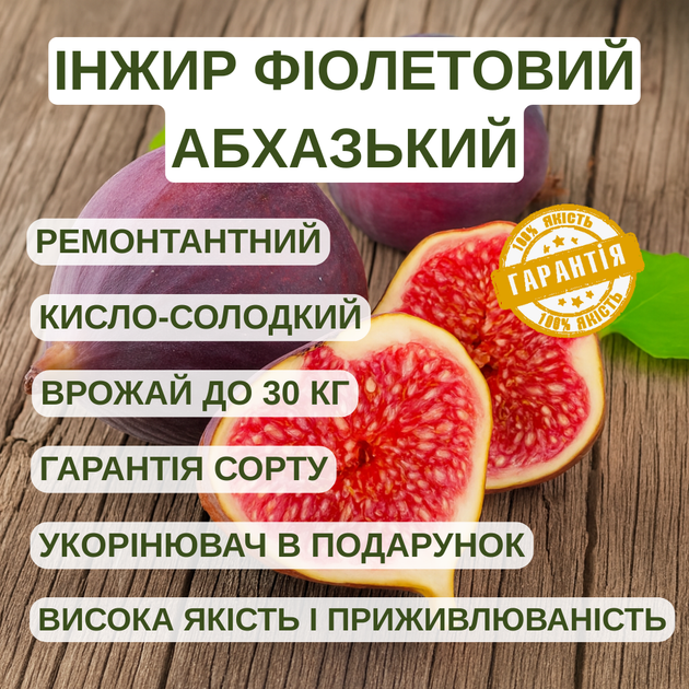 Саженцы инжира Брунсвик (Brunswick) - ремонтантный, самоплодный, крупноплодный - изображение 4
