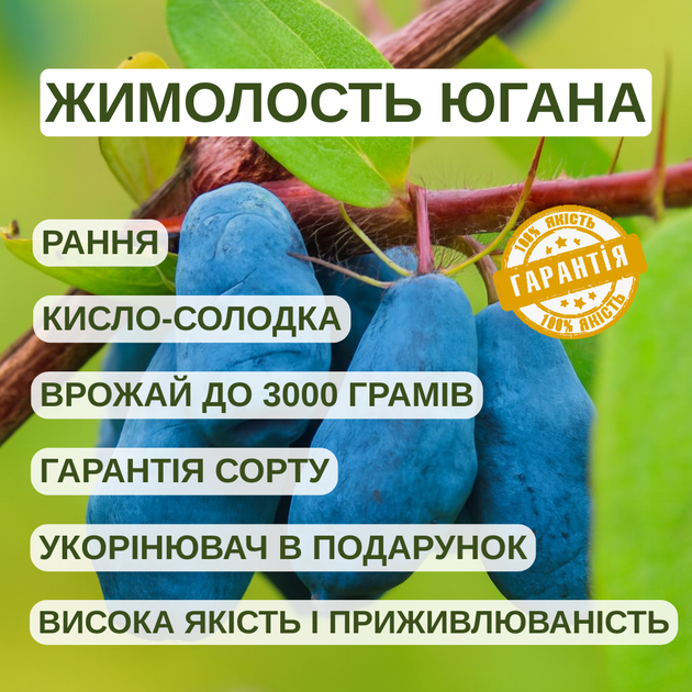 Саджанці жимолості їстівної Югана - рання, урожайна, зимостійка - зображення 2