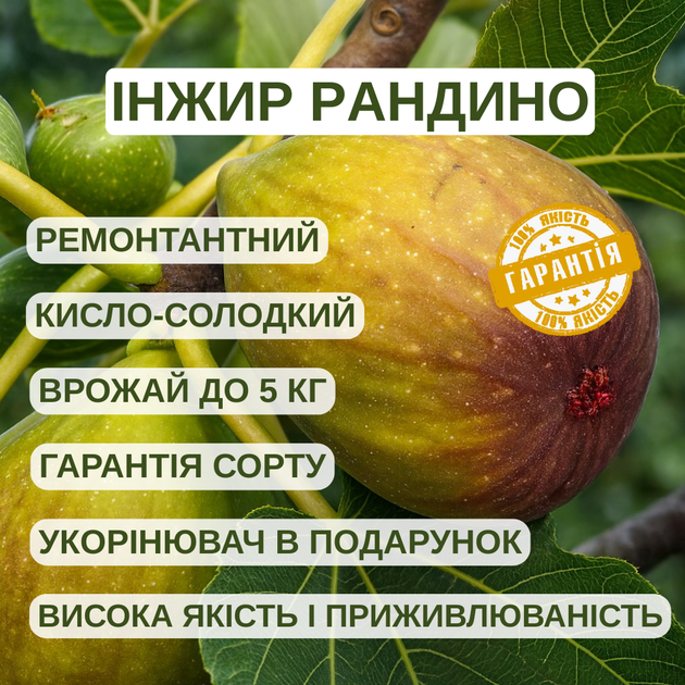 Саженцы инжира Рандино (Randino) - ремонтантный, самоплодный, крупноплодный - изображение 4