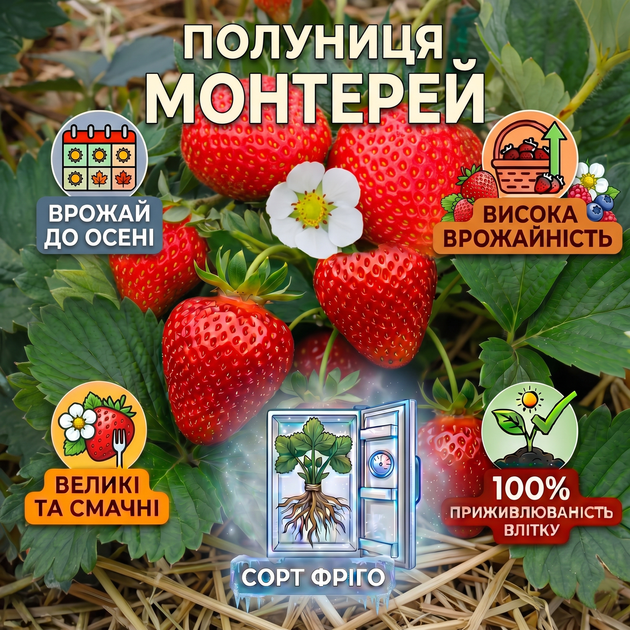 Саженцы клубники (рассада) Монтерей (Monterey) ремонтантная - изображение 5