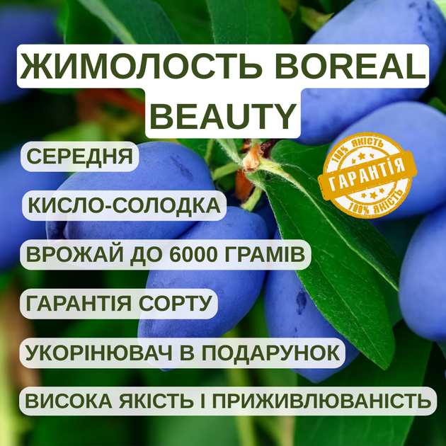Саджанці жимолості їстівної BOREAL BEAUTY (Північна Красуня) - середня, крупноплідна, десертна - зображення 2