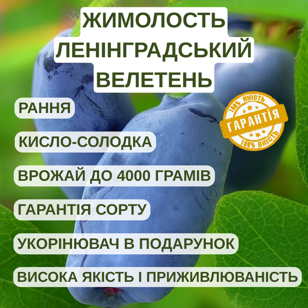 Саджанці жимолості їстівної Ленінградський Велетень - рання, крупноплідна, врожайна - зображення 2