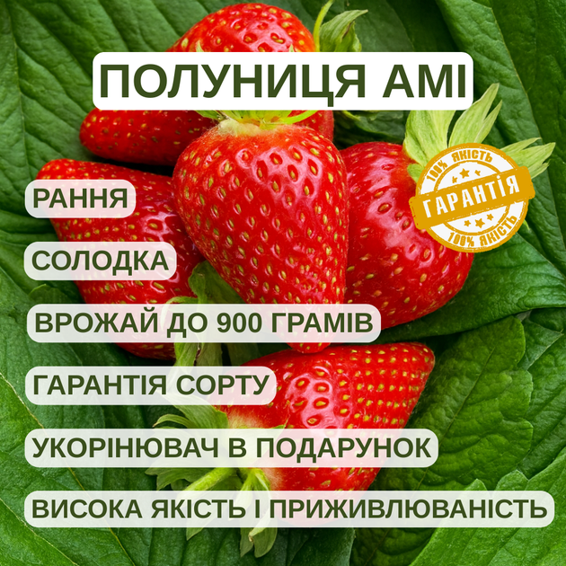 Саджанці полуниці (розсада) Амі (Amy) рання - зображення 5