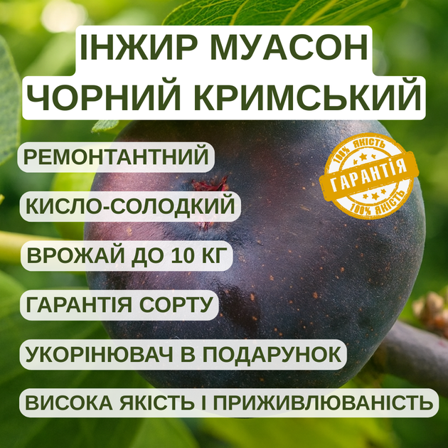 Саженцы инжира Муасон чёрный Крымский (Crimean Mouason) - самоплодный, ремонтантный, крупноплодный - изображение 4