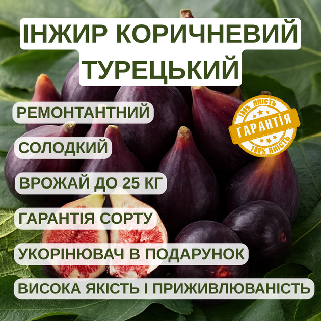 Саженцы Инжира Коричневый турецкий (Brown Turkey) - зимостойкий, самоплодный, сладкий - изображение 4