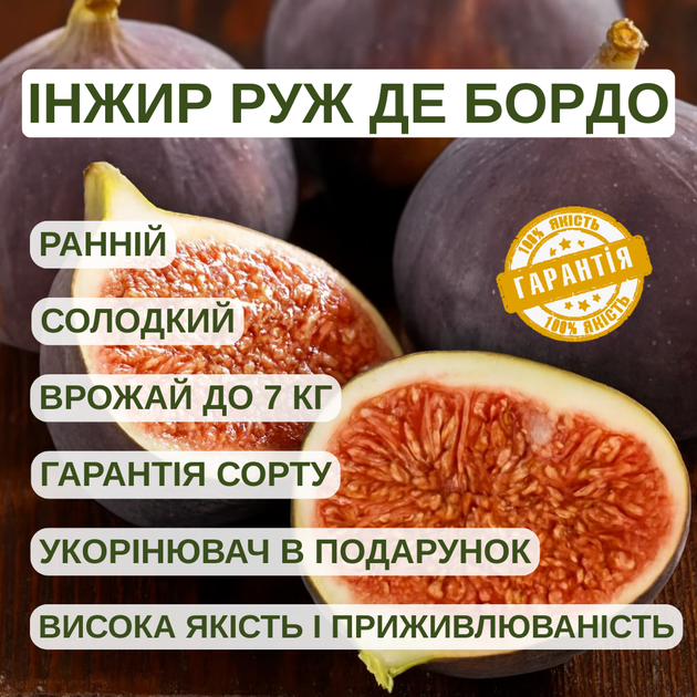Саженцы инжира Руж де Бордо (Rouge de Bordeaux) - крупноплодный, морозостойкий, сладкий - изображение 4