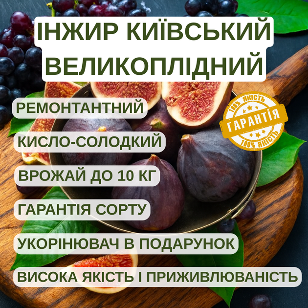 Саженцы инжира Киевский крупноплодный (large-fruited) - ремонтантный, самоплодный, крупноплодный - Фото 3 Саженцы инжира Киевский крупноплодный (large-fruited) - ремонтантный, самоплодный, крупноплодный - изображение 3