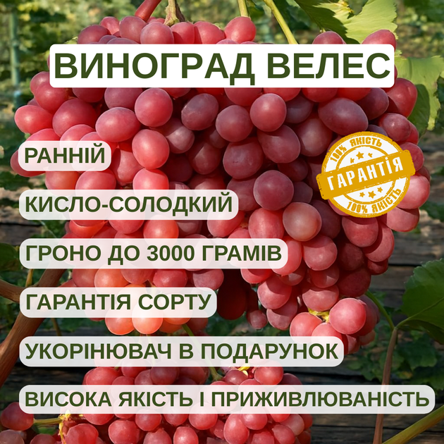 Саджанці Винограду Кишмиш Велес - дуже ранній, великоплідний, зимостійкий - зображення 4