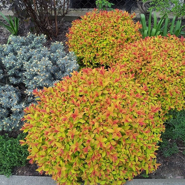 Саджанці Спіреї японської Голдфлейм (Spiraea japonica Goldflame) Р9 - зображення 3