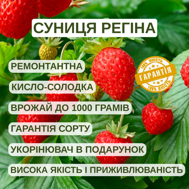 Саджанці суниці (розсада) Регіна - дуже рання, крупноплідна, врожайна - зображення 7