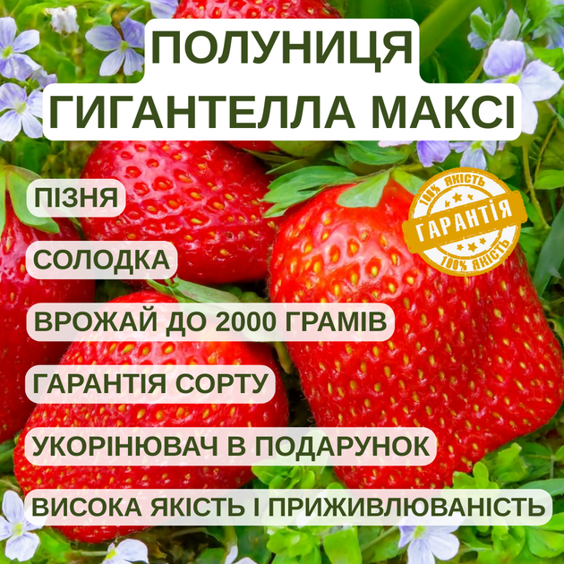 Саджанці полуниці в касеті Гигантелла Максі (Gigantella Maxim) - середньо-пізня, крупноплодная, соковита (в касеті) + Подарунок - изображение 4