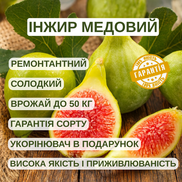 Саженцы инжира Медовый - ремонтантный, самоплодный, сладкий - изображение 4
