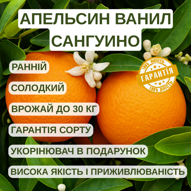 Саженцы апельсина Ванил Сангуино (Citrus Vainiglia Sanguigno) - ранний, комнатный, скороплодный - Фото 4 Саженцы апельсина Ванил Сангуино (Citrus Vainiglia Sanguigno) - ранний, комнатный, скороплодный - изображение 4
