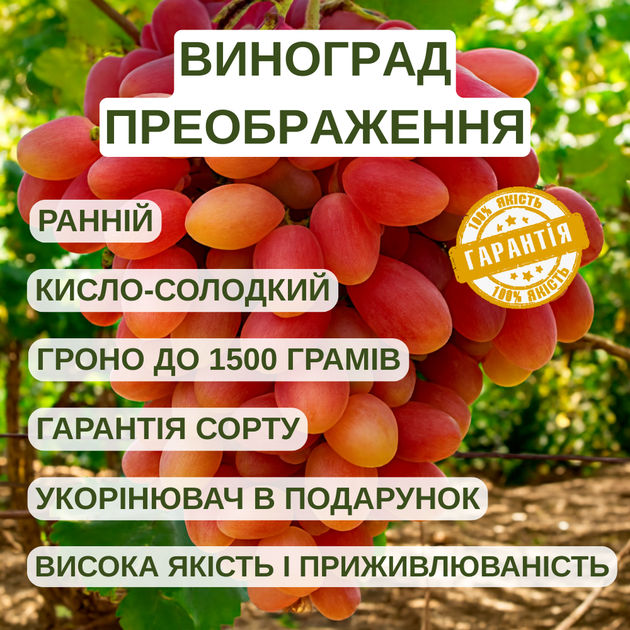 Саджанці Винограду Преображення - раннього терміну, великоплідний, урожайний - зображення 4