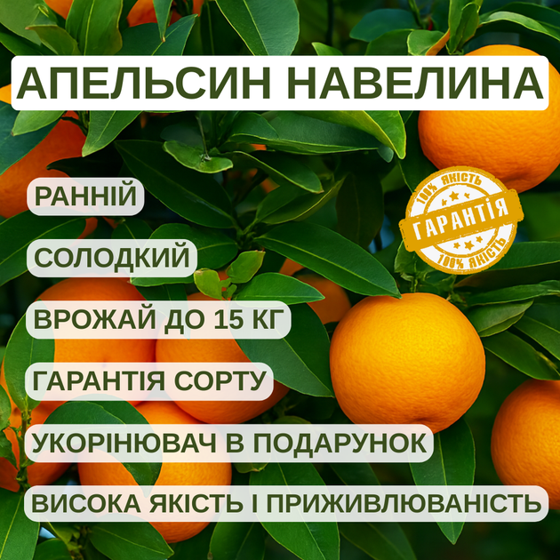 Саженцы апельсина Навелина (Navelina) - ранний, комнатный, скороплодный - Фото 4 Саженцы апельсина Навелина (Navelina) - ранний, комнатный, скороплодный - изображение 4