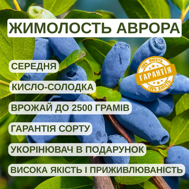 Саджанці жимолості їстівної Аврора - середня, урожайна, посухостійка (3-х річка) С1.5 - зображення 3