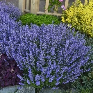 Саженцы Котовника Фассени Пурсиан Блю (Nepeta faassenii Pursian Blue) Р9 - изображение 2