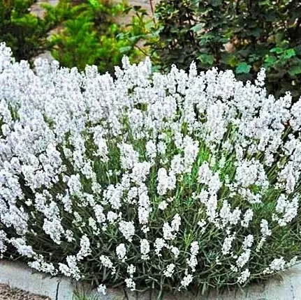 Саженцы Лаванды узколистной Белая (Lavandula angustifolia) Р9 - изображение 6