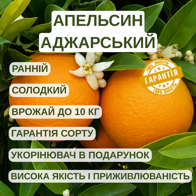 Саженцы апельсина Аджарский - ранний, самоплодный, сладкий - изображение 6