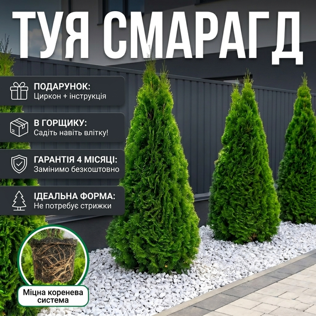 Саженцы Туи западной Смарагд (Thuja occidentalis Smaragd) 3-х летняя С1.5 - изображение 7