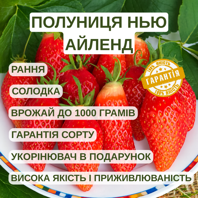 Саджанці суницеполуниці Нью Айленд - рання, солодка, ароматна - изображение 5
