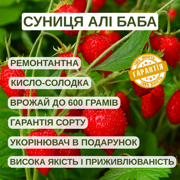 Саджанці суниці Алі Баба (полуниці) - ремонтантна, врожайна - изображение 5