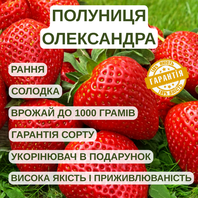 Саджанці полуниці (розсада) Олександра (Aleksandra) - рання, ароматна, транспортабельна - изображение 5