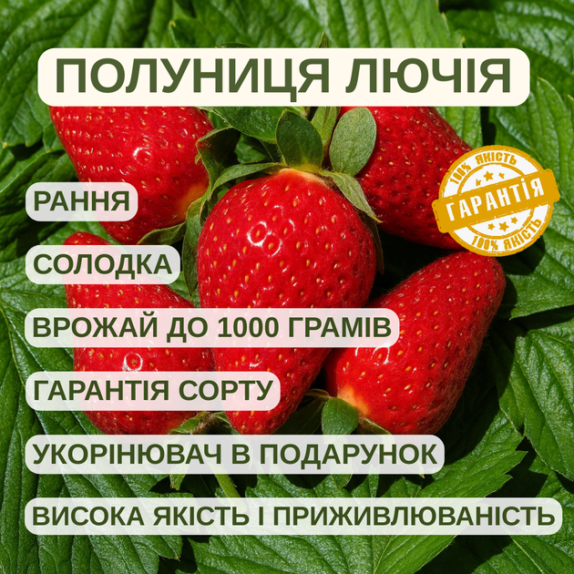 Саджанці полуниці в касеті Лючія / Люція (Lycіa) - раннього терміну, велика, транспортабельна (в касеті) + Подарунок - изображение 4