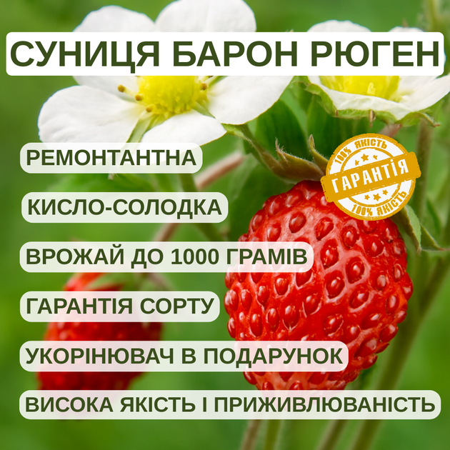 Саджанці суниці Барон Рюген (полуниці) - ремонтантна, ароматна, врожайна - зображення 5