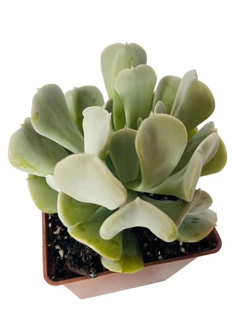 Суккулент Эхеверия Топси Турве (Echeveria runyonii Topsy Turvy) (s008s) - изображение 2