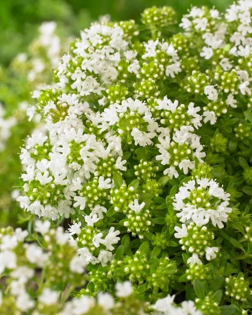 Тимьян ползучий ‘Albiflorus‘. Контейнер 1,2л - изображение 4