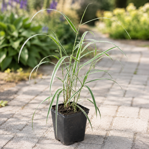Фалярис тростниковый вариегатный (Phalaris arundinacea var. picta), саженец в горшке 0,5 л - изображение 2