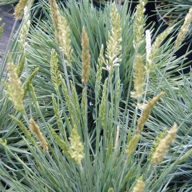 Саджанці Келерії сизої 'Блуі' (Koeleria glauca 'Bluey') в 380гр горщиках - изображение 2