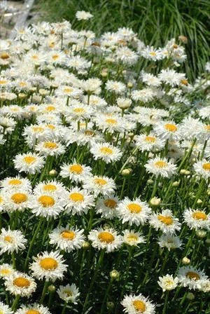 Саджанці Ромашки Крейзі Дейзі (Leucanthemum superbum або Leucanthemum maximum 'Crazy Daisy') в 0.5л горщиках - зображення 3