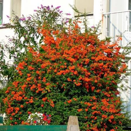 Пираканта «Оранж Чармер» (Pyracantha „Orange Charmer“) С3 - Фото 2 Пираканта «Оранж Чармер» (Pyracantha „Orange Charmer“) С3 - изображение 2