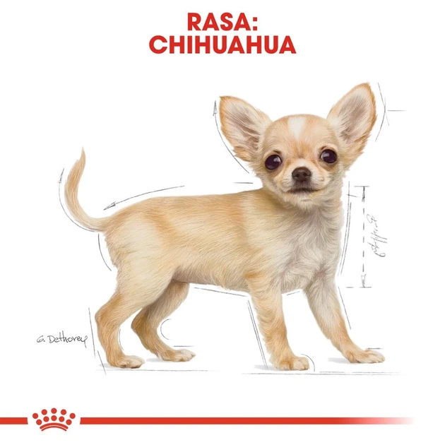 Сухой корм для щенков Royal Canin породы чихуахуа Chihuahua Puppy 1,5 кг (3182550722544) - Фото 5 Сухой корм для щенков Royal Canin породы чихуахуа Chihuahua Puppy 1,5 кг (3182550722544) - изображение 5