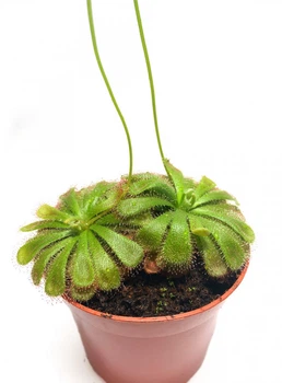 Растение хищник Росянка Алисиа AlienPlants Drosera Aliciae размер M