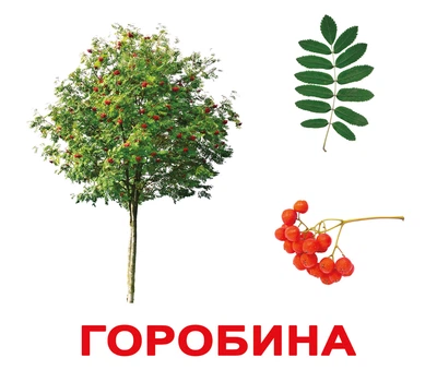 Карточки большие укр. с фактами, ламинированные «Дерева» 20к 094415