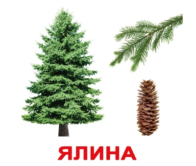 Картки великі українські з фактами «Дерева» 20 карток(097034)