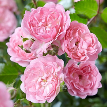 Роза Фейри: сказочная красота без хлопот