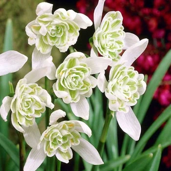 Підсніжник Flore Pleno цибулина Matla Flowers