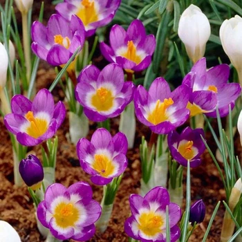 Крокус Tricolor 5/6 цибулина Matla Flowers