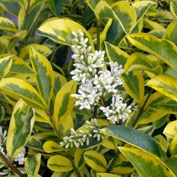 Бірючина овальнолиста золота Aureum 0,5 л саджанець в горщику Matla Flowers